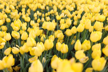 Bahçedeki çiçek tarhında sarı lale çiçekleri açar. İlkbaharda yumuşak bitkiler çiçek açar. Parkta ekilmiş çiçeklerle kaplı büyük bir tarla.