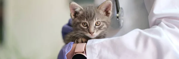 Close Female Veterinarian Holding Small Gray Kitten Hands Medical Examination — 스톡 사진