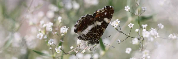 Close Nice Butterfly White Summer Flowers Field Fritillary Agraulis Vanillae — Photo