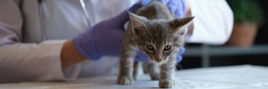 Close-up of female veterinarian examining small gray kitten in clinic. Medical checkup of cat in vet clinic and veterinary medicine concept