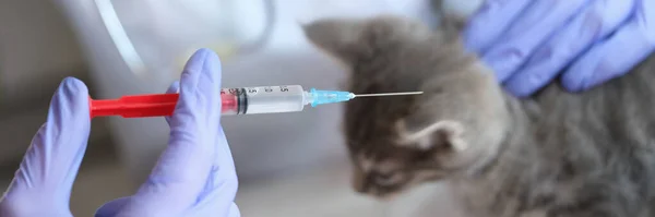Close-up of veterinarian hands holding injection syringe with medicine. Doctor making injection to gray kitten. Medical examination of cat in vet clinic and veterinary medicine concept