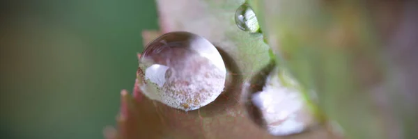 Крупный План Капель Воды Растении Природная Красота Капли Дождя Роса — стоковое фото