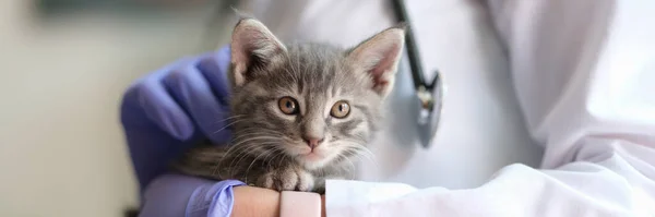 Close Doctor Veterinarian Holding Little Kitten Hands Medical Examination Cat — ストック写真