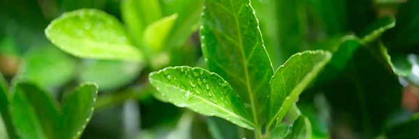 Крупним Планом Свіже Зелене Листя Рослини Краплями Роси Природний Фон — стокове фото