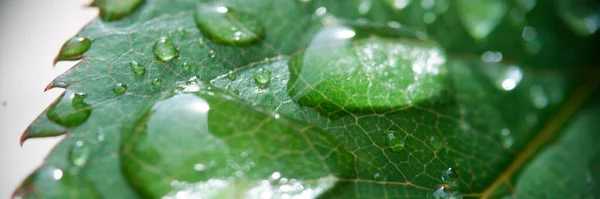 Close Crystal Clear Dew Fresh Rain Drops Green Leaf Drops — Zdjęcie stockowe