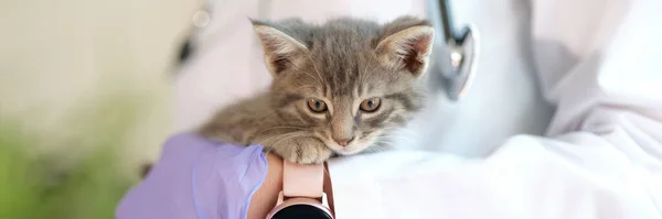 Close Woman Veterinarian Holding Little Kitten Hands Medical Examination Cat — 스톡 사진