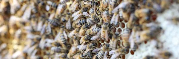 Close Honeycomb Frame Bee Family Swarm Bees Gathering Nectar Beekeeping — ストック写真