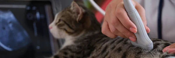 手動獣医師は猫の超音波検査を行います 動物における内臓の検査 — ストック写真