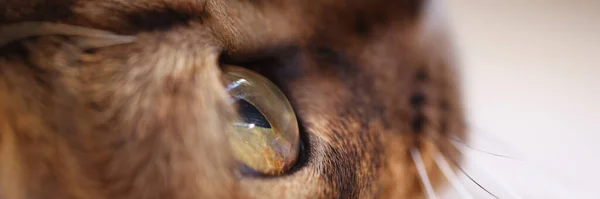 Καφέ Κεφάλι Γάτας Πράσινα Μάτια Μακροσκοπική Άποψη Ρύγχος Κόκκινης Γάτας — Φωτογραφία Αρχείου