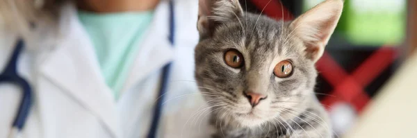 獣医の手は獣医クリニックで美しい猫を保持する 動物の医療 動物の概念のための治療サービス — ストック写真