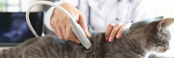 Veterinären Gör Ultraljudsundersökning Katt Närbild — Stockfoto