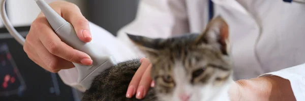 Veterináři Provádějí Ultrazvukové Vyšetření Adomestických Koček Veterinární Služby Lékařské Prohlídky — Stock fotografie