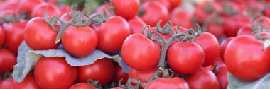 Marketteki yeşil dalda kırmızı olgun vişneli domateslere yakın çekim. Sebze hasat edip satmak ve ortak dost ve tarım ürünleri konsepti