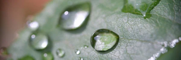 Крупним Планом Кристалічна Роса Або Свіжий Дощ Падає Зелений Лист — стокове фото