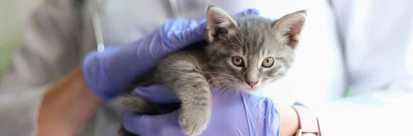 手に灰色の縞模様の子猫を持つ女性獣医師のクローズアップ 獣医診療所での猫の健康診断 獣医学の概念 — ストック写真