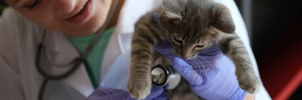 Zbliżenie Uśmiechniętej Kobiety Weterynarii Badającej Kotka Stetoskopem Badanie Lekarskie Kotów — Zdjęcie stockowe