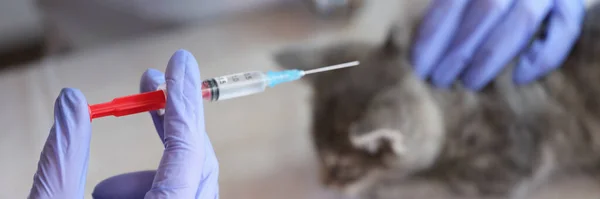 Close-up of veterinarian holding syringe and making injection to kitten. Medical examination of little cat in vet clinic and veterinary medicine concept