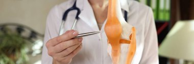 Doktor travmatolog, insan diz eklem yerinin yapay modelinde bağ ve kaslar gösteriyor. Travmatik eklem yaralanması konsepti