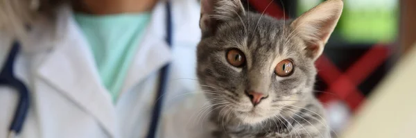 手に灰色の縞模様の猫を保持する女性獣医師のクローズアップ 獣医診療所におけるペットの健康診断と獣医学の概念 — ストック写真