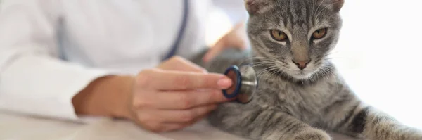 聴診器で灰色の縞模様の猫を調べる女性獣医師のクローズアップ 獣医室でのペットの健康診断と獣医学の概念 — ストック写真