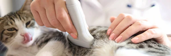 Közelkép Macskáról Akinek Ultrahang Vizsgálata Van Állatorvosi Rendelőben Állatorvosi Rendelő — Stock Fotó