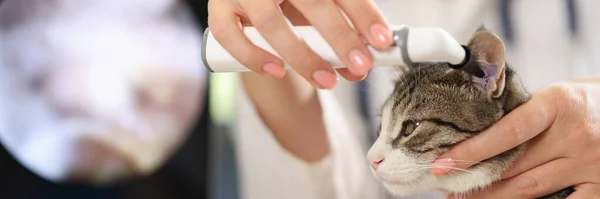 Veteriner Doktorunun Yakın Çekimi Otoskopla Kedi Kulaklarını Kontrol Ediyor Veteriner — Stok fotoğraf