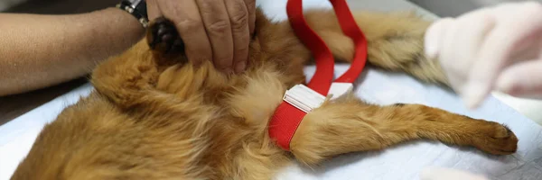 Close-up of veterinarian in sterile gloves examining red cat on vet table. Medical examination of pets in vet office and veterinary medicine concept