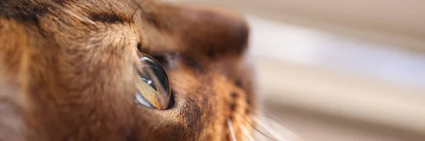 Κοντινό Πλάνο Καθαρόαιμου Καφέ Κεφαλιού Γάτας Πράσινα Μάτια Κόκκινο Ρύγχος — Φωτογραφία Αρχείου