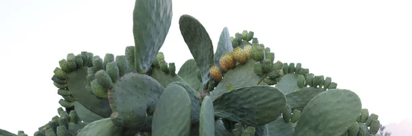 Olbrzymi Kaktus Gruszkowy Owocami Opuncji Tle Nieba — Zdjęcie stockowe