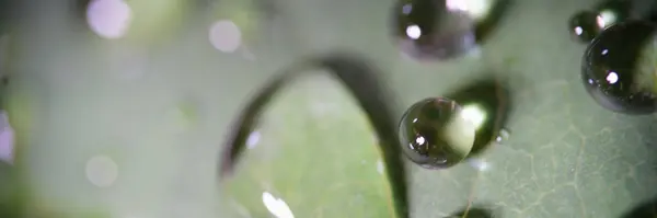 Багато Красивих Крапель Чистої Дощової Води Зеленому Листі Крупним Планом — стокове фото