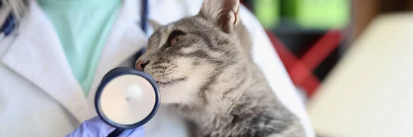 獣医クリニックで子猫を保持聴診器を持つ女性獣医師 ペット 猫の健康管理と動物病の概念のための獣医学 — ストック写真