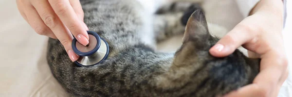 Dierenarts Luistert Naar Katten Hartslag Ademhaling Met Stethoscoop Diagnose Van — Stockfoto