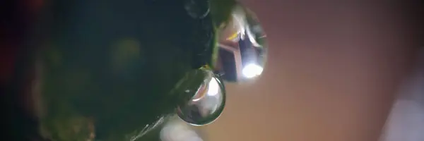 Makroaufnahme Einer Pflanze Mit Wassertropfen Auf Der Pflanzenoberfläche Wassertropfen Mit — Stockfoto