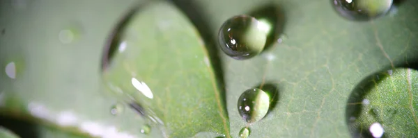 Many Water Drops Surface Green Leaf Close Rain Droplets Green — Stockfoto