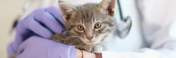 Vet Doctor Holding Small Kitten Gloved Hands Close Veterinary Clinic — Stockfoto