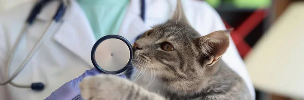診療所で猫を飼っている聴診器を持つ獣医師 猫は聴診器の匂いがする 動物のための獣医学 ペットの健康管理の概念 — ストック写真