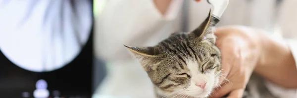 Veterinarian diagnoses and treats cat in veterinary clinic. Close-up of cat under medical examination.