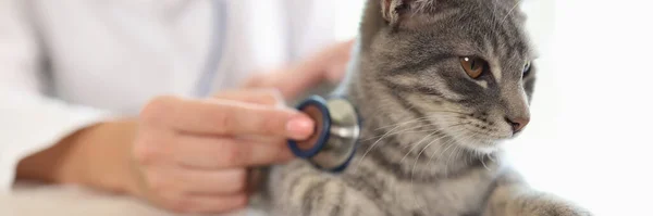 Female Veterinarian Examines Cat Table Veterinary Clinic Close Cat Patient — 스톡 사진