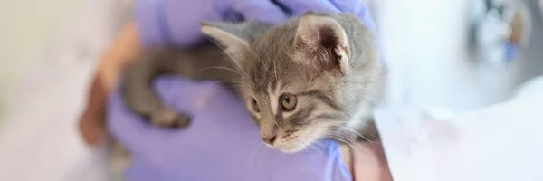 수의사 고양이의 클로즈업 진료소 — 스톡 사진