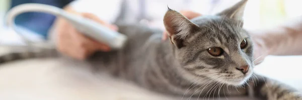 Veterinarian Makes Ultrasound Scan Cat Patient Veterinary Clinic Kitten Undergoing — Stock Fotó