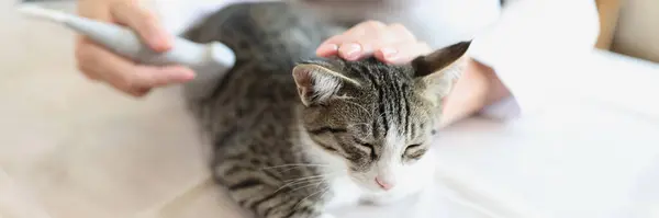 수의사는 고양이에게 초음파를 촬영을 합니다 동물에 수의학적 — 스톡 사진