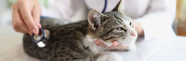Női Állatorvos Közelkép Amint Sztetoszkópos Macskát Vizsgál Asztalon Állatorvosi Klinika — Stock Fotó