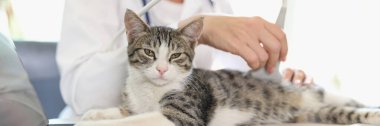 Female veterinarian conducts ultrasound medical examination of cat, cat looks at camera. Kitten with disease under ultrasonic exam in veterinary clinic. clipart