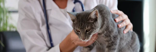 Samice Veterinář Drží Nemocnou Kočku Zblízka Diagnostika Zdraví Zvířat Zájmovém — Stock fotografie