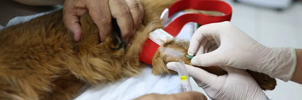 Veterinarian makes injection to cat in veterinary clinic close-up. Animal vaccination and surgery concept.