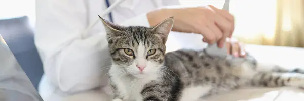 수의사들은 수의학 병원에서 고양이에 초음파 촬영을 동물의 상태를 점검하는 — 스톡 사진