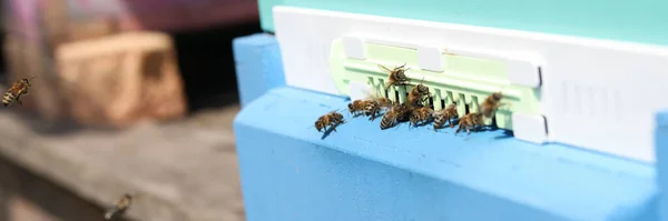 Вулик Багатьма Робочими Бджолами Біля Входу Сонячний Літній День Концепція — стокове фото