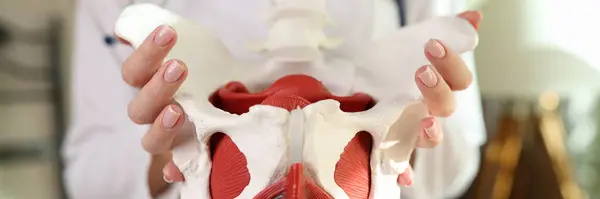 Ginecologista Mostra Modelo Pelve Feminina Com Órgãos Reprodutivos Close Hospitalar Imagem De Stock