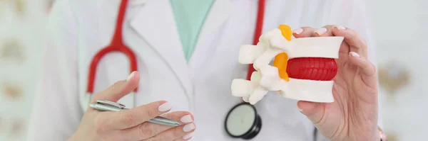 Doutor Com Estetoscópio Mantém Modelo Realista Vértebra Com Mão Tratamento Fotografias De Stock Royalty-Free