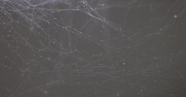 Spinnennetz Isoliert Auf Schwarzem Hintergrund Nahaufnahme Aus Weißem Spinnennetz — Stockvideo